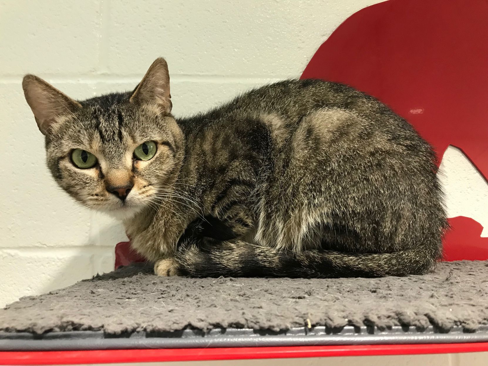 Adopt a friend: Champagne Sorbet